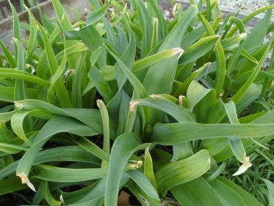 Bild von /bilder/bluehapp/thumb/alla_Allium_atropurpureum_P-0601000001_T-k_Y-24_K-17_27280_aktiv_.jpg