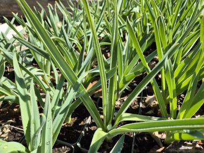 Bild von /bilder/bluehapp/thumb/allch_Allium_christophii_P-0603500001_T-k_Y-26_K-17_89523.jpg