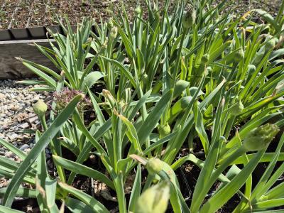 Bild von /bilder/bluehapp/thumb/allch_Allium_christophii_P-0603500001_T-k_Y-26_K-19_61305.jpg