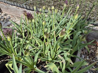 Bild von /bilder/bluehapp/thumb/allch_Allium_christophii_P-0603500001_T-k_Y-26_K-20_56135.jpg
