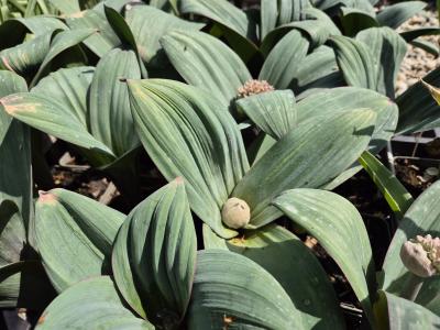 Bild von /bilder/bluehapp/thumb/allk_Allium_karataviense_P-0604500001_T-k_Y-26_K-19_93429.jpg