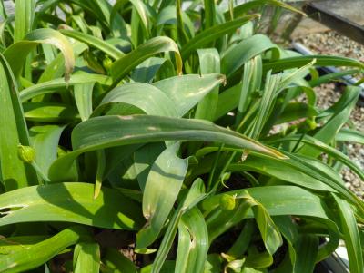 Bild von Allium nigrum