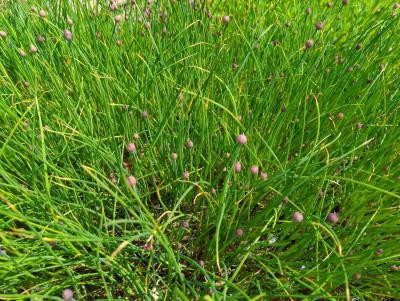Bild von /bilder/bluehapp/thumb/alls_Allium_schoenoprasum_P-8801000001_T-k_Y-23_K-18_45219_aktiv_.jpg