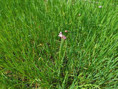 Bild von /bilder/bluehapp/thumb/allsm_Allium_senescens_ssp_montanum_P-0606900001_T-k_Y-24_K-21_71403_aktiv_.jpg