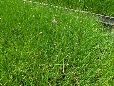 Bild von /bilder/bluehapp/thumb/allsm_Allium_senescens_ssp_montanum_P-0606900001_T-k_Y-24_K-23_70015_aktiv_.jpg