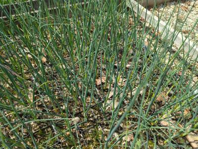Bild von /bilder/bluehapp/thumb/allsp_Allium_sphaerocephalon_P-0607000001_T-k_Y-24_K-20_93503_aktiv_.jpg