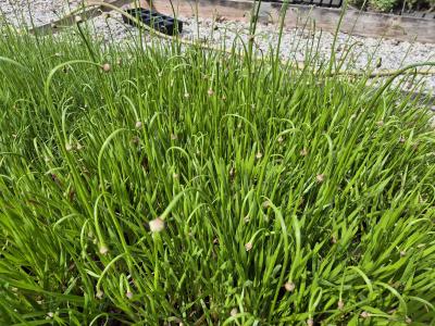 Bild von /bilder/bluehapp/thumb/allssb_Allium_senescens___Summer_Beauty___P-0606960001_T-k_Y-25_K-26_63340.jpg