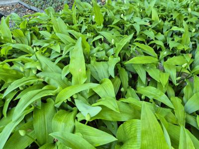 Bild von /bilder/bluehapp/thumb/allu_Allium_ursinum_P-0608000001_T-k_Y-25_K-18_47164.jpg
