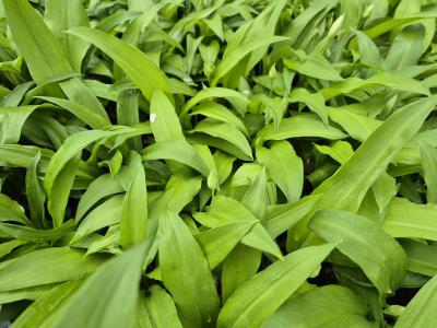 Bild von /bilder/bluehapp/thumb/allu_Allium_ursinum_P-608000001_T-k_Y-25_K-17_22200.jpg