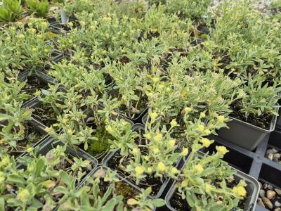 Bild von /bilder/bluehapp/thumb/alysgo_Aurinia_saxatile___Goldkugel___P-0662020001_T-k_Y-26_K-14_16135.jpg