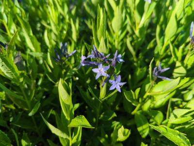 Bild von /bilder/bluehapp/thumb/amsobi_Amsonia_orientalis___Blue_Ice___P-0686015001_T-b_Y-22_K-22_86391_aktiv_.jpg