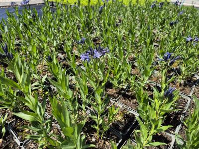 Bild von /bilder/bluehapp/thumb/amsobi_Amsonia_orientalis___Blue_Ice___P-0686015001_T-k_Y-26_K-22_19150.jpg