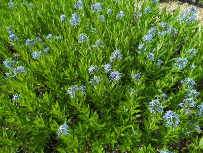 Bild von /bilder/bluehapp/thumb/amsts_Amsonia_tabern__var__salicifolia_P-0687000001_T-b_Y-24_K-20_75079_aktiv_.jpg