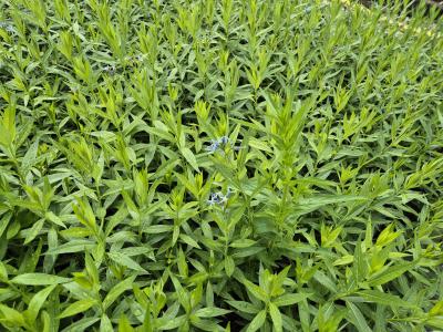 Bild von /bilder/bluehapp/thumb/amsts_Amsonia_tabern__var__salicifolia_P-0687000001_T-k_Y-25_K-23_71684.jpg