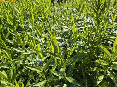 Bild von /bilder/bluehapp/thumb/amsts_Amsonia_tabern__var__salicifolia_P-0687000001_T-k_Y-25_K-24_90730.jpg