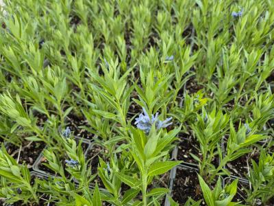 Bild von /bilder/bluehapp/thumb/amsts_Amsonia_tabern__var__salicifolia_P-0687000001_T-k_Y-26_K-20_67720.jpg