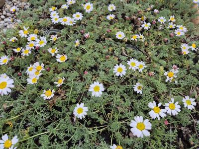 Bild von /bilder/bluehapp/thumb/anadsi_Anacyclus_depressus___Silberkissen___P-0701010001_T-b_Y-25_K-21_21000.jpg