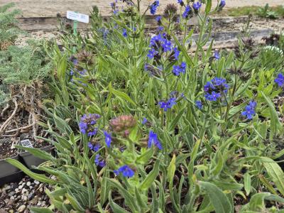 Bild von /bilder/bluehapp/thumb/anca_Anchusa_azurea___P-741000001_T-b_Y-26_K-19_36901.jpg