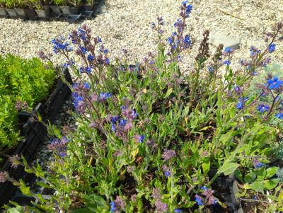 Bild von Anchusa azurea Dropmore