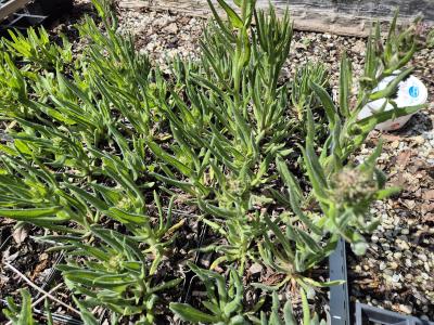 Bild von /bilder/bluehapp/thumb/ancadr_Anchusa_azurea___Dropmore_____P-0741010001_T-k_Y-26_K-19_33833.jpg