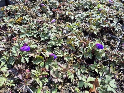 Bild von /bilder/bluehapp/thumb/aneb_Anemone_blanda_P-0782000001_T-k_Y-25_K-15_47199.jpg