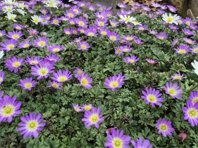 Bild von /bilder/bluehapp/thumb/anebr_Anemone_blanda___rosa___P-0782018001_T-b_Y-25_K-16_42159.jpg