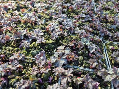 Bild von /bilder/bluehapp/thumb/anebr_Anemone_blanda___rosa___P-0782018001_T-k_Y-25_K-14_45723.jpg