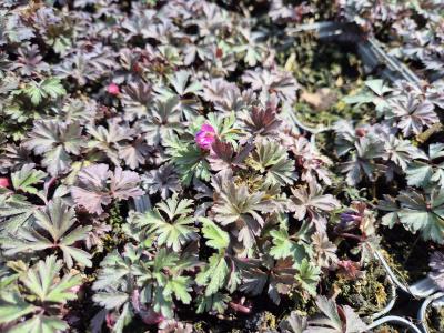 Bild von /bilder/bluehapp/thumb/anebr_Anemone_blanda___rosa___P-0782018001_T-k_Y-25_K-15_51256.jpg