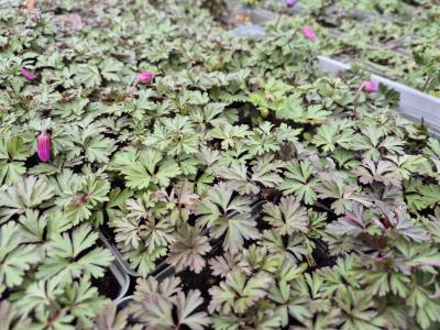 Bild von /bilder/bluehapp/thumb/anebr_Anemone_blanda___rosa___P-0782018001_T-k_Y-26_K-15_29162.jpg