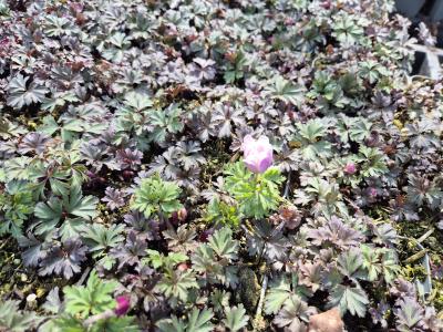 Bild von /bilder/bluehapp/thumb/anebws_Anemone_blanda___White_Shades___P-0782020001_T-k_Y-25_K-15_34333.jpg