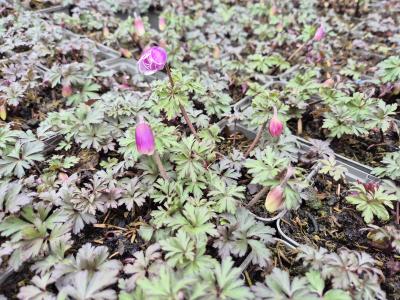 Bild von /bilder/bluehapp/thumb/anebws_Anemone_blanda___White_Shades___P-0782020001_T-k_Y-26_K-15_38271.jpg