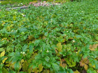 Bild von /bilder/bluehapp/thumb/anejhj_Anemone_jap____Honorine_Jobert________P-0783515001_T-k_Y-24_K-32_46255_aktiv_.jpg