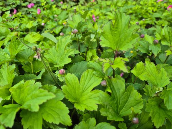 Bild von /bilder/bluehapp/thumb/anejph_Anemone_japon____Prinz_Heinrich________P-783530001_T-k_Y-26_K-36_71686.jpg