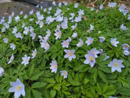 Bild von /bilder/bluehapp/thumb/anenro_Anemone_nemorosa___Robinsoniana___P-0786060001_T-b_Y-22_K-16_64119_aktiv_.jpg