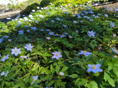 Bild von /bilder/bluehapp/thumb/anenro_Anemone_nemorosa___Robinsoniana___P-0786060001_T-b_Y-23_K-16_75059_aktiv_.jpg