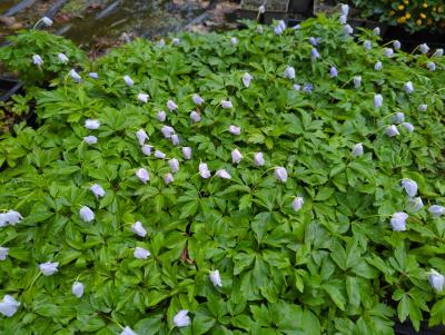 Bild von /bilder/bluehapp/thumb/anenro_Anemone_nemorosa___Robinsoniana___P-0786060001_T-b_Y-23_K-17_55295_aktiv_.jpg