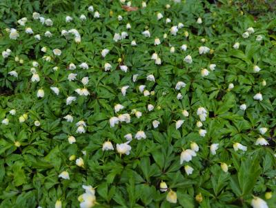 Bild von /bilder/bluehapp/thumb/anenve_Anemone_nemorosa___Vestal___P-0786090001_T-b_Y-23_K-17_85687_aktiv_.jpg