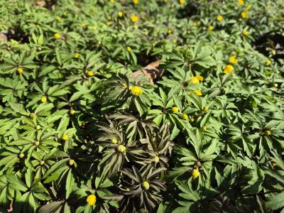 Bild von /bilder/bluehapp/thumb/aner_Anemone_ranunculoides_UGNB_P-0787000001_T-b_Y-25_K-13_41347.jpg