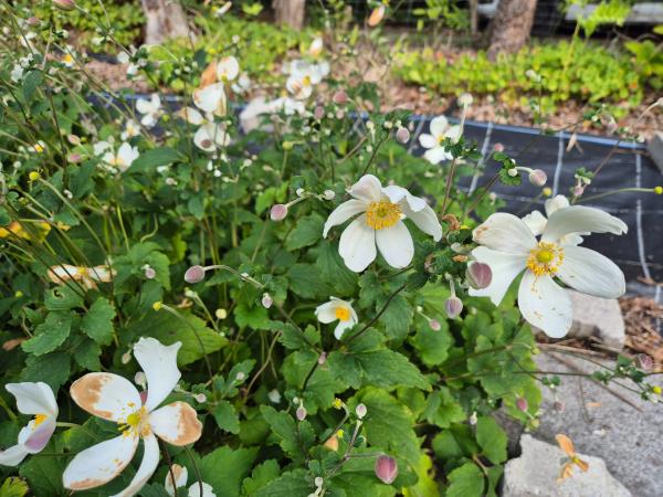Bild von /bilder/bluehapp/thumb/anev_Anemone_vitifolia___P-789000001_T-b_Y-26_K-36_53047.jpg