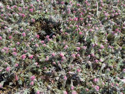 Bild von /bilder/bluehapp/thumb/antdrw_Antennaria_dioica___Rotes_Wunder___P-0841013001_T-k_Y-23_K-18_99220_aktiv_.jpg