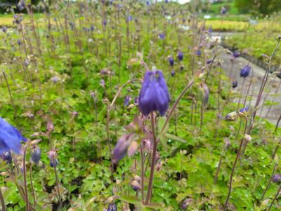 Bild von /bilder/bluehapp/thumb/aqua_Aquilegia_alpina_P-0941000001_T-k_Y-23_K-19_51240_aktiv_.jpg