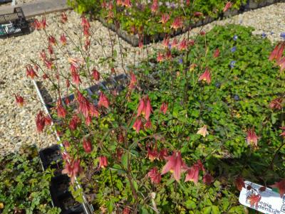 Bild von /bilder/bluehapp/thumb/aquc_Aquilegia_canadensis_P-0942000001_T-b_Y-23_K-21_71563_aktiv_.jpg