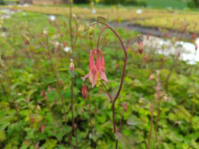 Bild von /bilder/bluehapp/thumb/aquc_Aquilegia_canadensis_P-0942000001_T-k_Y-23_K-19_18568_aktiv_.jpg