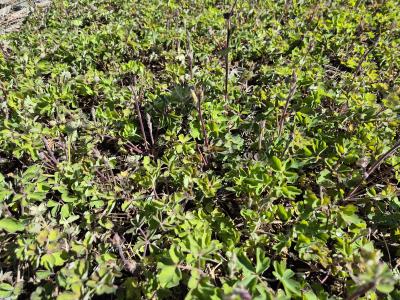 Bild von /bilder/bluehapp/thumb/aqucbi_Aquilegia_caerulea___Biedermeier___P-0944510001_T-k_Y-26_K-17_15093.jpg