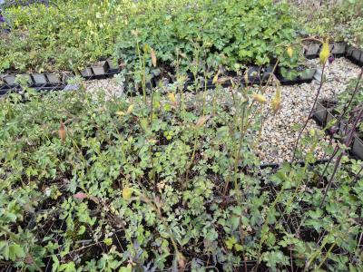 Bild von /bilder/bluehapp/thumb/aqucma_Aquilegia_x_caerulea___Maxi___P-0943045001_T-k_Y-26_K-20_33868.jpg