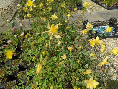 Bild von /bilder/bluehapp/thumb/aqucma_Aquilegia_x_caerulea___Maxi___P-943045001_T-b_Y-23_K-21_44782_aktiv_.jpg