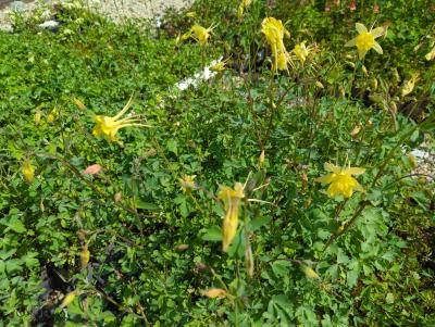 Bild von Aquilegia x-caerulea Yellow Queen