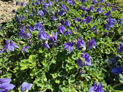 Bild von /bilder/bluehapp/thumb/aqufmi_Aquilegia_flabellata___Ministar___P-0943510001_T-b_Y-25_K-18_48015.jpg