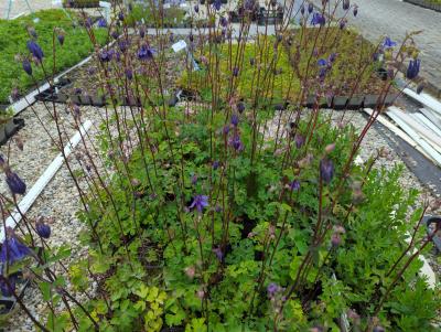 Bild von /bilder/bluehapp/thumb/aquv_Aquilegia_vulgaris_P-0945000004_T-b_Y-23_K-20_92694_aktiv_.jpg