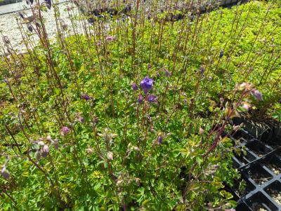 Bild von /bilder/bluehapp/thumb/aquv_Aquilegia_vulgaris_P-0945000004_T-b_Y-24_K-18_23130_aktiv_.jpg